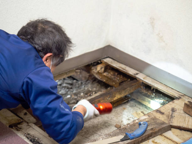 Best Insurance-Related Mold Remediation in Louisa, KY