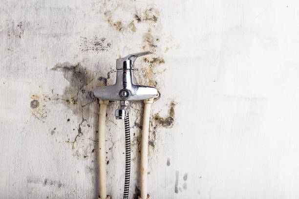 Best Mold Testing and Inspection Services in Louisa, KY