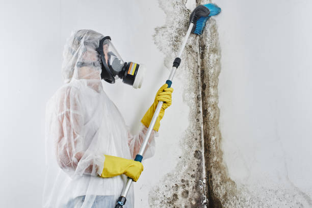 Best Post-Flood Mold Remediation in Louisa, KY