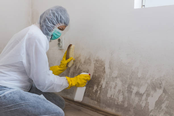 Best DIY Mold Remediation Support Services in Louisa, KY