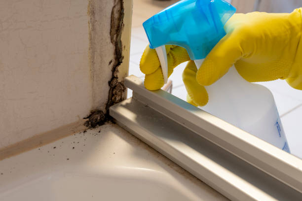 Best Black Mold Remediation in Louisa, KY