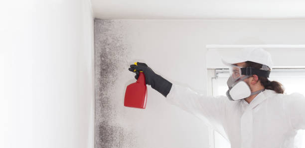 Best Mold Remediation for Specific Building Types in Louisa, KY