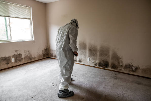 Best Commercial Mold Remediation in Louisa, KY