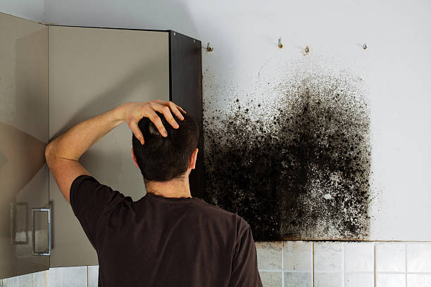Professional Mold Remediation in Louisa, KY