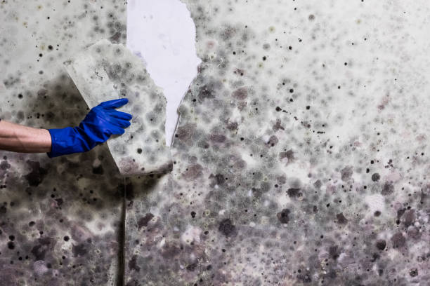Best Black Mold Remediation in Louisa, KY