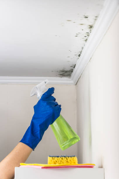 Best Basement Mold Remediation in Louisa, KY