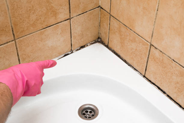 Best Crawl Space Mold Remediation in Louisa, KY