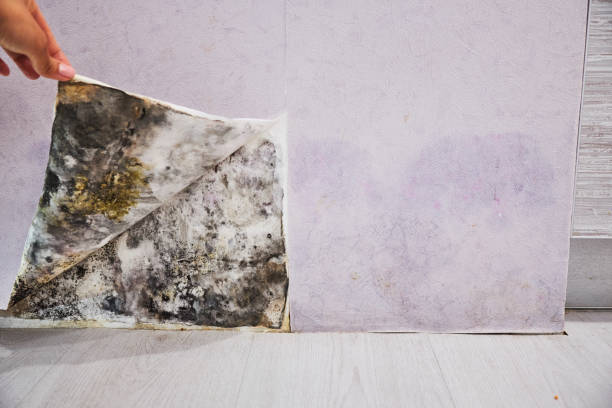 Best Localized Mold Remediation (e.g., coastal areas, humid climates) in Louisa, KY